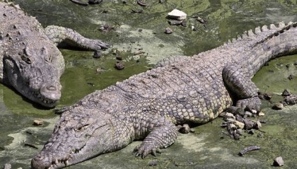 以媒：招致强烈反对后，法庭临时叫停以色列高官“鳄鱼监狱”计划