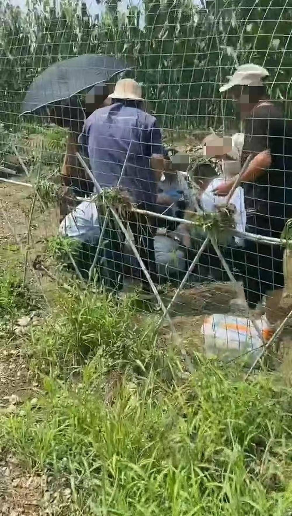 济南一女子因导航失误迷路，意外在玉米地旁救下昏迷老人